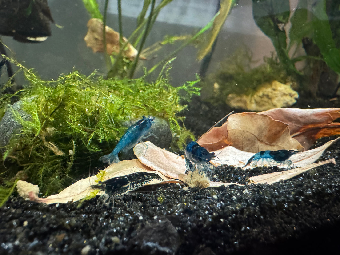 Blue Dream Neocaridina Shrimp – Tank-Raised with Care