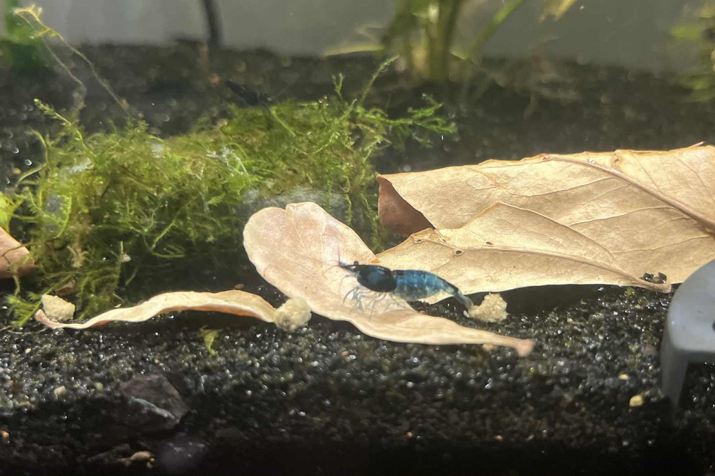 Mini Indian Almond Leaves (Catappa) – Naturally Supportive Aquarium Care