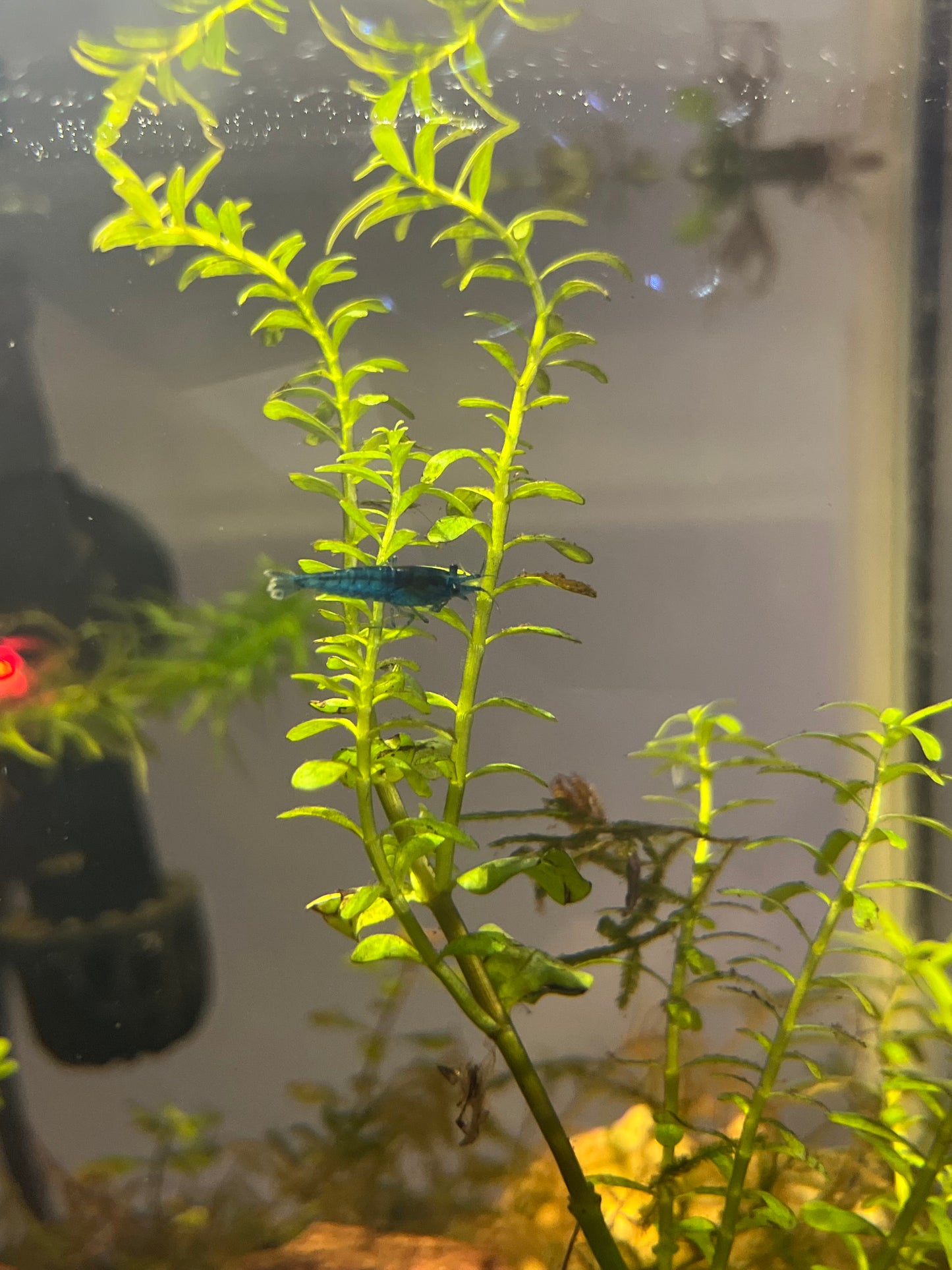 Blue Dream Neocaridina Shrimp – Tank-Raised with Care