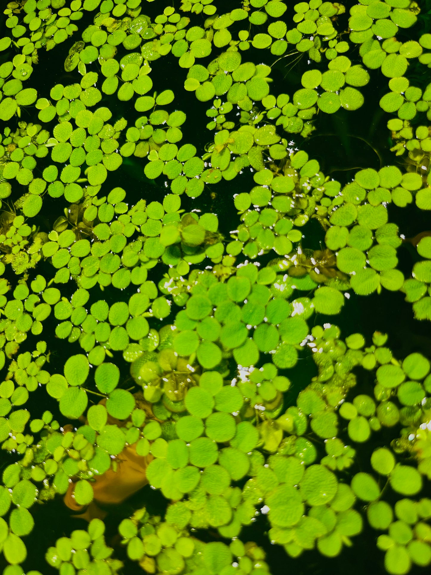 Water Spangles (Salvinia Minima) – Floating Aquarium Plants