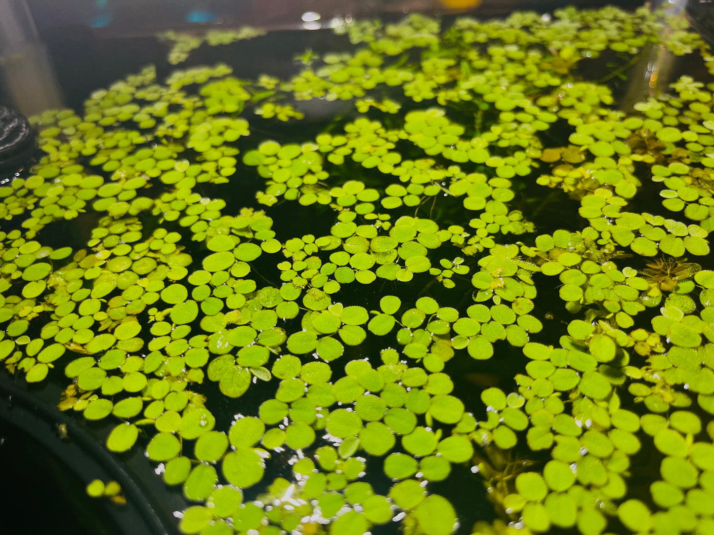 Water Spangles (Salvinia Minima) – Floating Aquarium Plants