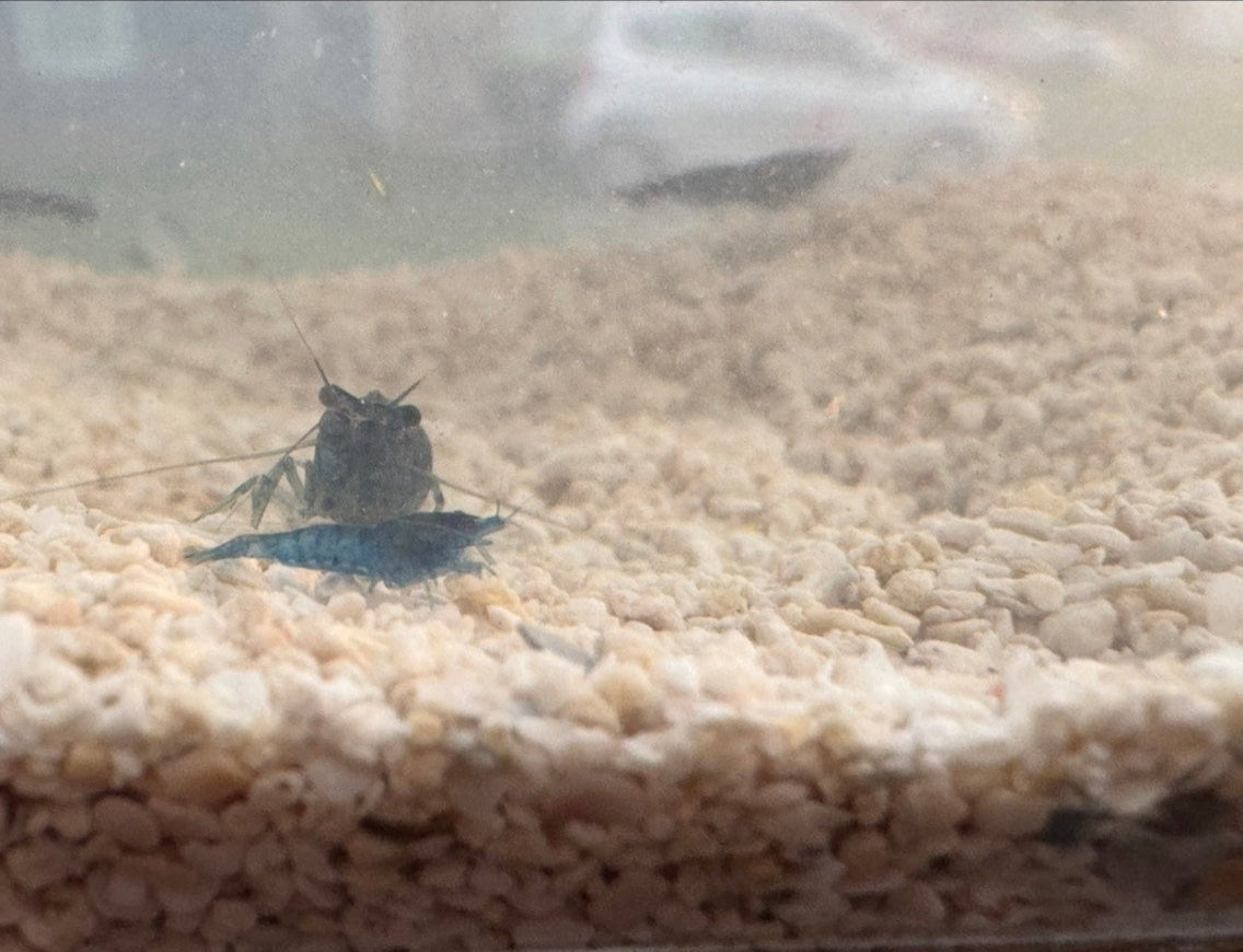 Blue Dream Neocaridina Shrimp – Tank-Raised with Care