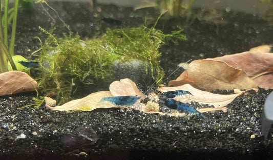 Blue Dream Neocaridina Shrimp – Tank-Raised with Care
