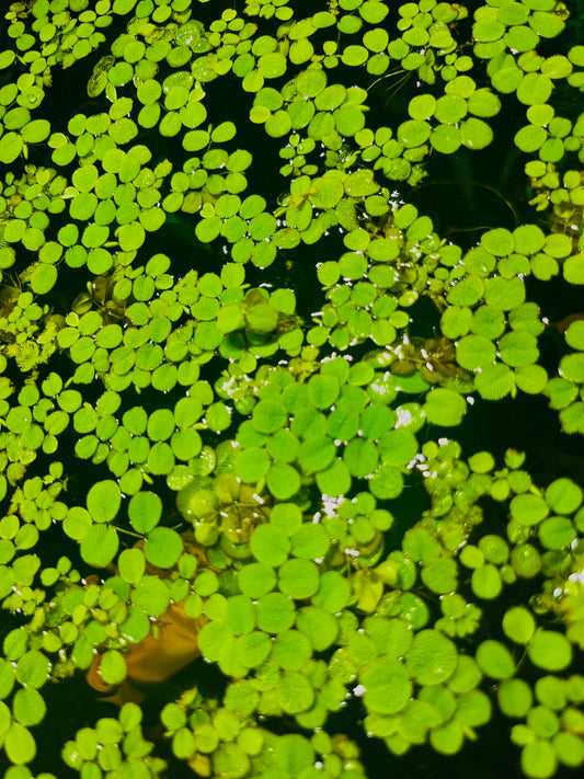 Water Spangles (Salvinia Minima) – Floating Aquarium Plants