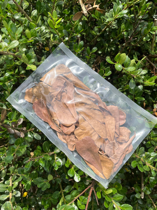 Mini Indian Almond Leaves (Catappa) – Naturally Supportive Aquarium Care