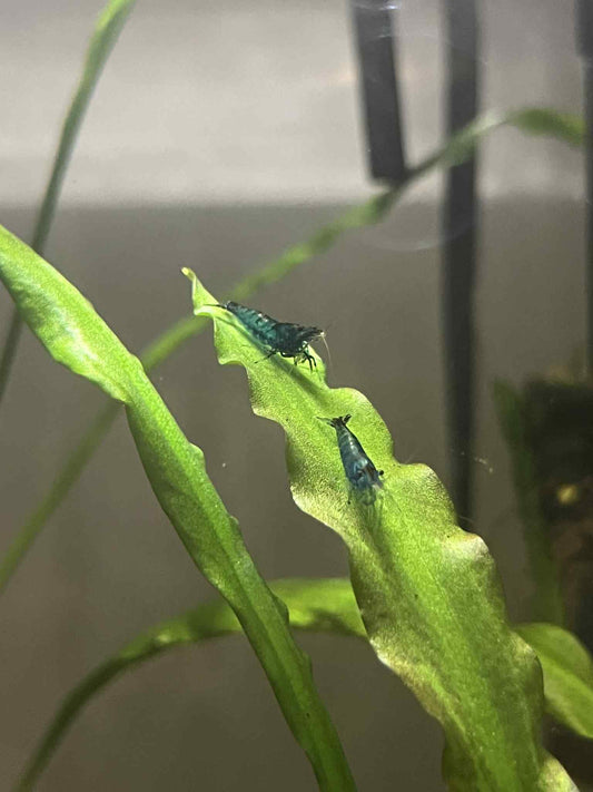 Blue Dream Neocaridina Shrimp – Tank-Raised with Care